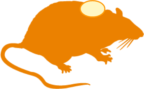 Syngeneic Models - Mouse Brain Clipart - Transparent PNG Free Download | PNGio