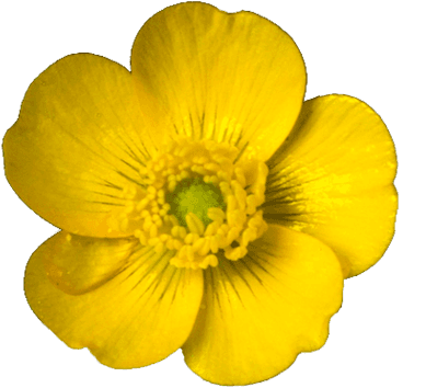 Suck It Up Buttercup - Mouse Pad, 8 - Transparent PNG Free Download | PNGio