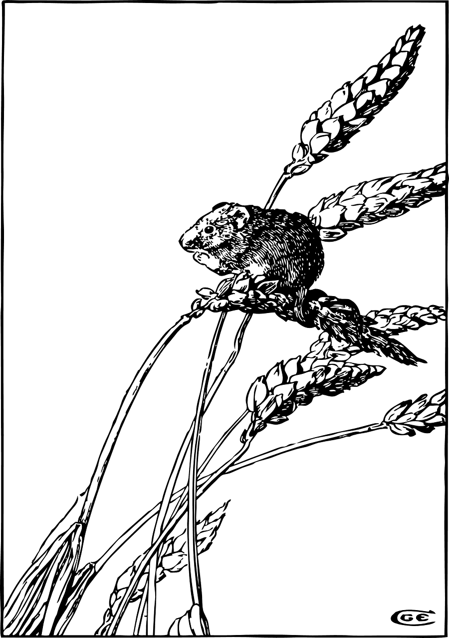 Wheat Spikes Mouse Grain Crop Png Image - Harvest Mouse Clipart - Transparent PNG Free Download | PNGio