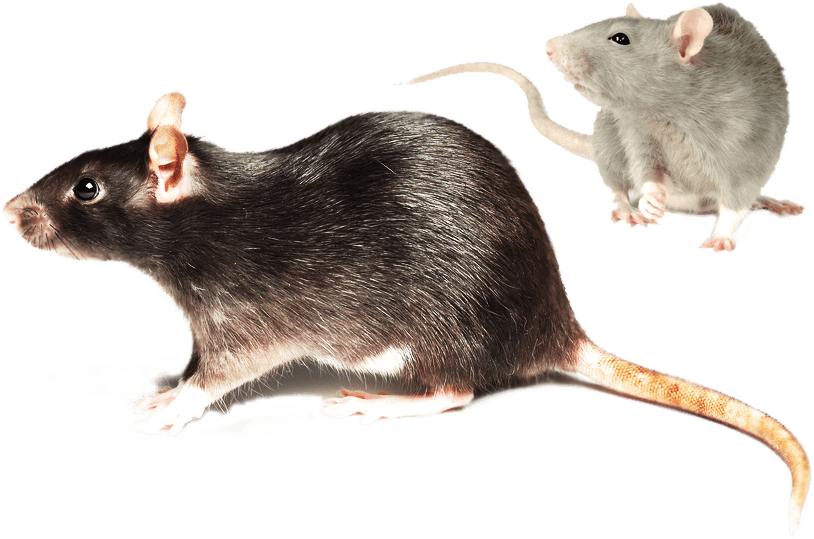 Rodent Control Mice & Rat Exterminator In Las Vegas - Mouse - Transparent PNG Free Download | PNGio