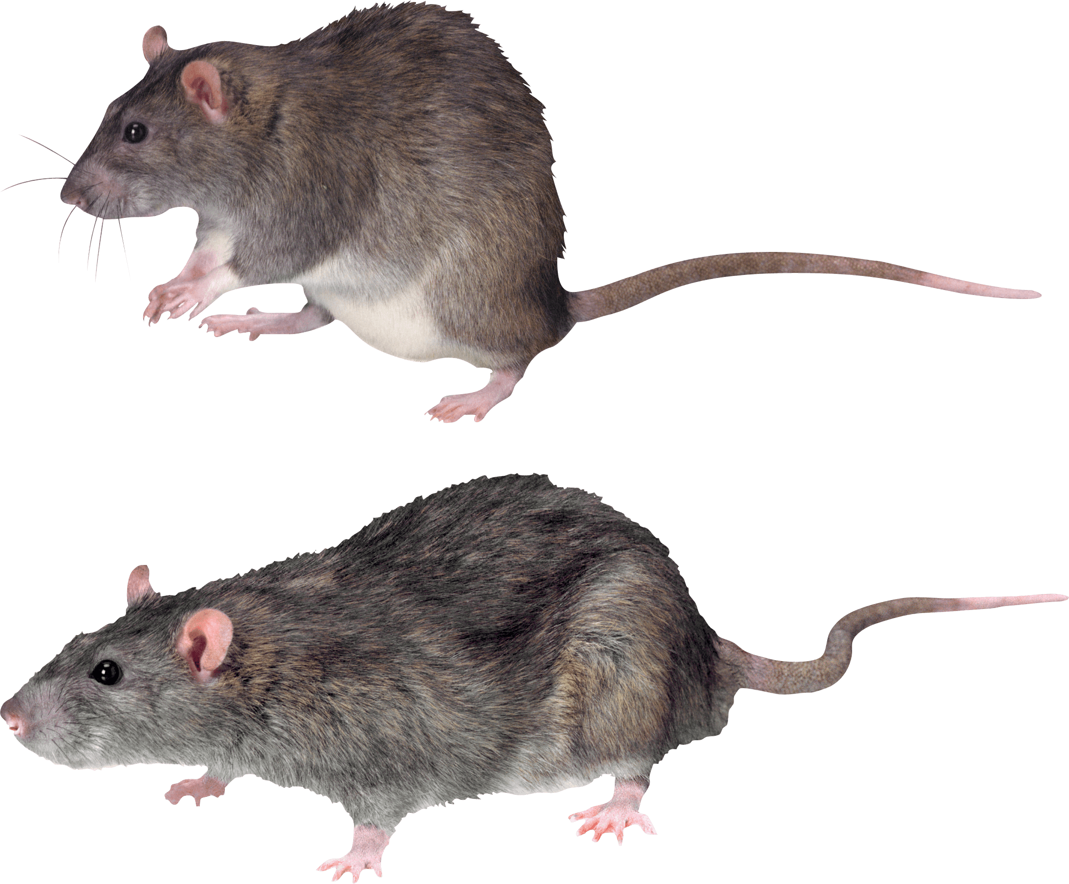 Mouse, Rat Png Image - Mouse With No Background - Transparent PNG Free Download | PNGio