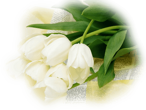 Tube Fleur En Blanc - 3drose White Tulips, Mouse Pad, 8 By 8 Inches - Transparent PNG Free Download | PNGio