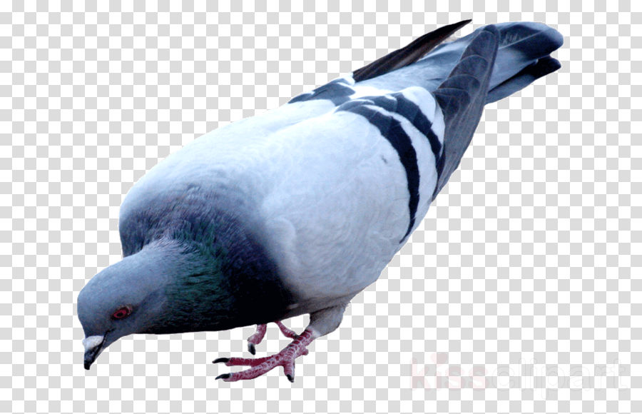 Pigeon Png Clipart Pigeons And Doves Racing Homer Bird - Logo Mouse Png - Transparent PNG Free Download | PNGio