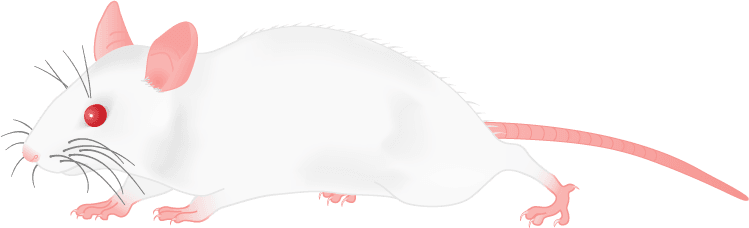 Ill Png, White Mouse - Clip Art - Transparent PNG Free Download | PNGio