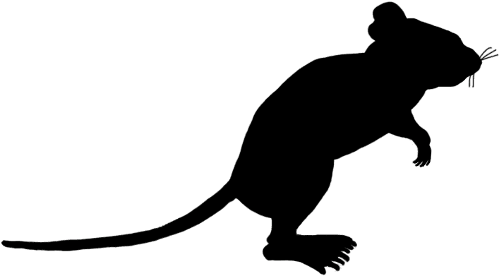 Little Mouse Sniffing Around - Portable Network Graphics - Transparent PNG Free Download | PNGio