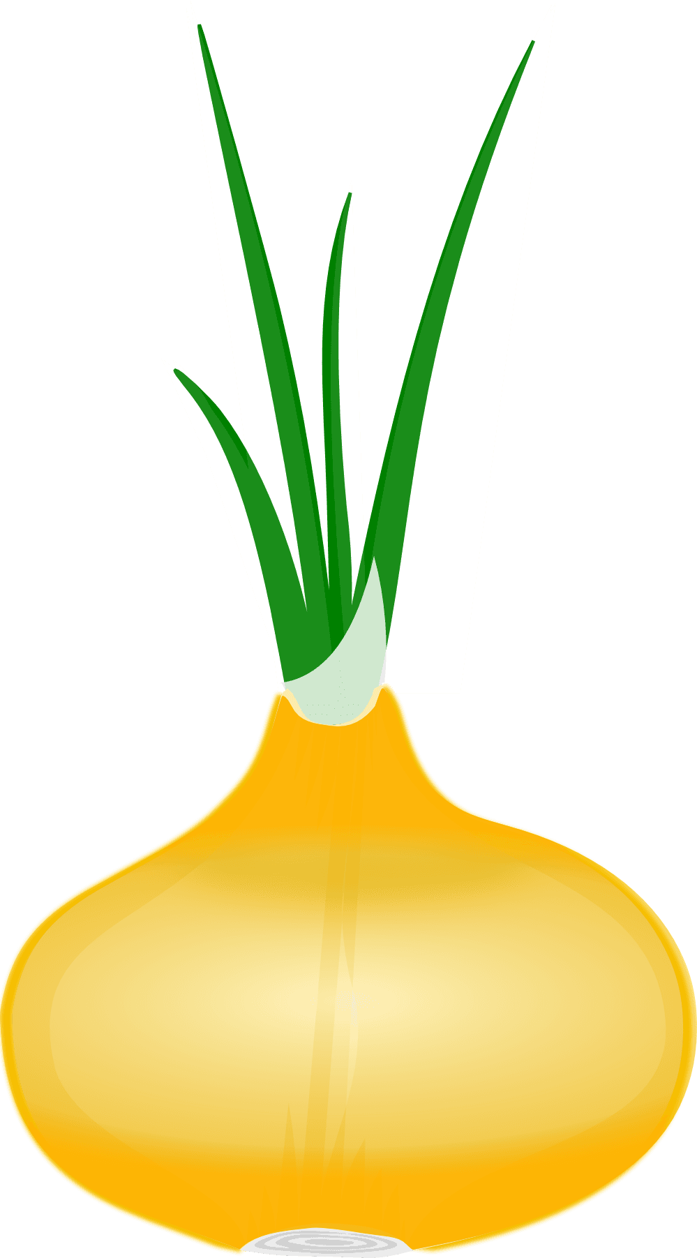 Mouse Eating Candy Corn - Onion Clip Art - Transparent PNG Free Download | PNGio