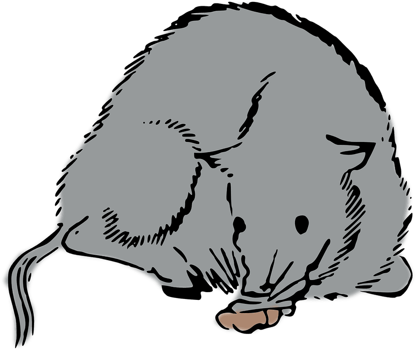 Woodcut Rat, Mouse, Woodcut - Rat - Transparent PNG Free Download | PNGio