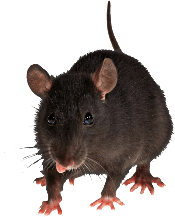 Mouse Rat Png Image - Rats With Transparent Background - Transparent PNG Free Download | PNGio