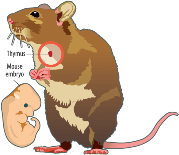 Scientists Have Made A Living And Working Organ From - Cartoon - Transparent PNG Free Download | PNGio