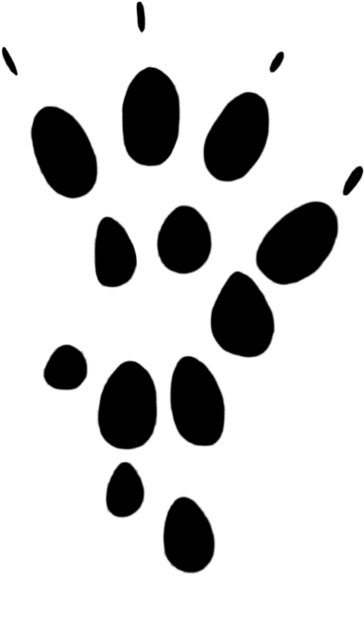 Long Tailed Field Mouse Paw Clipart - Clip Art - Transparent PNG Free Download | PNGio