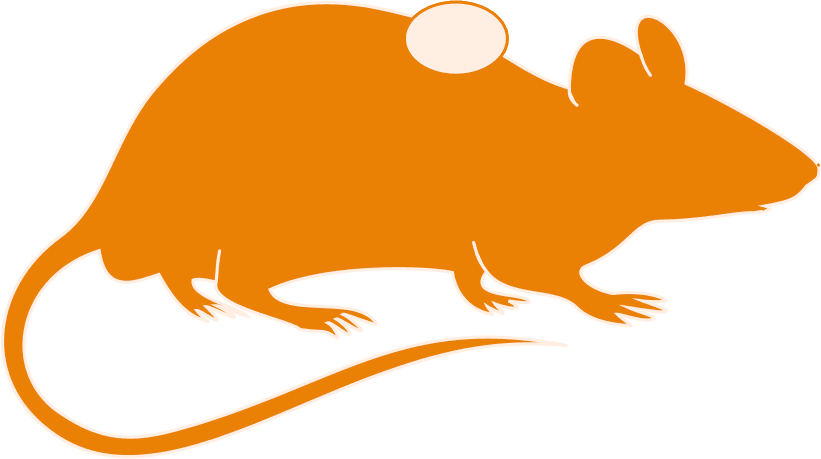 Mouse Brain Clipart 3 By Matthew - Orange Rat Silhouette Transparent - Transparent PNG Free Download | PNGio