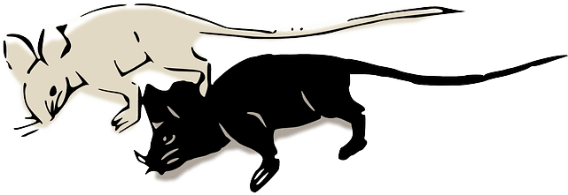 Mice, Mouse, Rat, Black, White - Raton Negro Y Blanco - Transparent PNG Free Download | PNGio