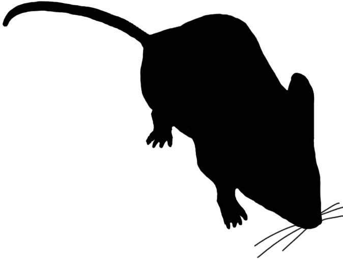 Little Mouse Sniffing Around - Mouse Silhouette Transparent Background - Transparent PNG Free Download | PNGio