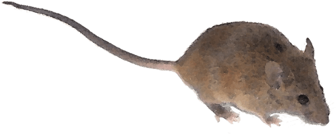 What Could Elicit This Blood Curdling Reaction, A Burglar - Mouse Tail Png - Transparent PNG Free Download | PNGio