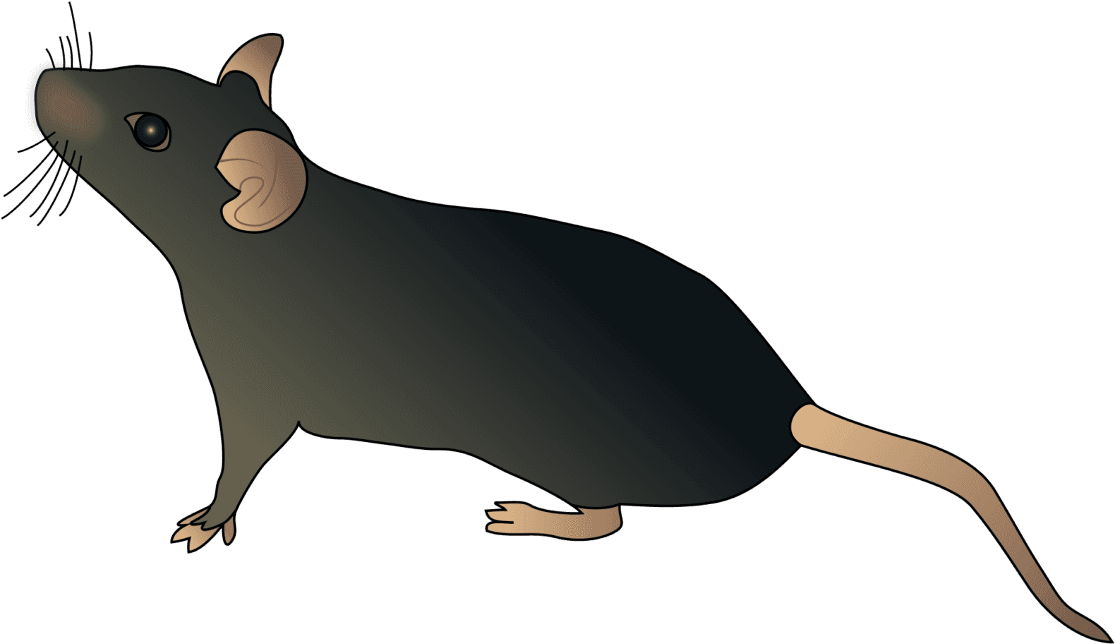 Mouse Schematic - Transparent PNG Free Download | PNGio