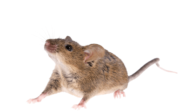 It Is Therefore Essential To Implement Effective Preventative - Mouse Animal Png - Transparent PNG Free Download | PNGio