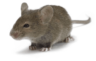 House-mice - Moving Pictures Of Mouse - Transparent PNG Free Download | PNGio