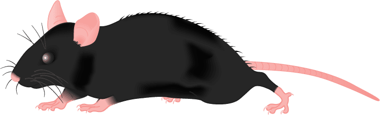 Clipart - Black Mouse Clipart - Transparent PNG Free Download | PNGio