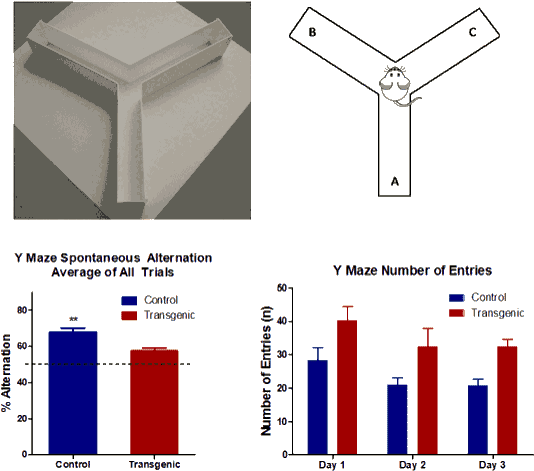 Y Maze Spontaneous Alternation - Y Maze Mouse - Transparent PNG Free Download | PNGio