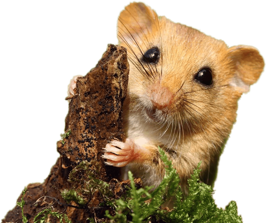 Dormouse - Mouse - Transparent PNG Free Download | PNGio