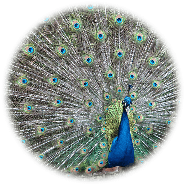 About Continental Feathers - Colorful Peacock Plumage Mouse Pad - Transparent PNG Free Download | PNGio