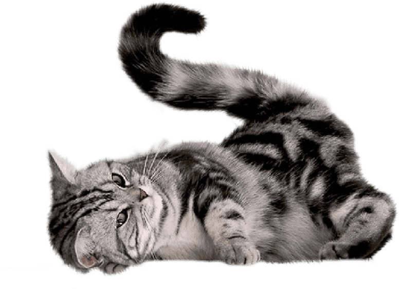Free Png Cat Png Images Transparent - Cat Scratch Mat With Sisal Mouse - Transparent PNG Free Download | PNGio