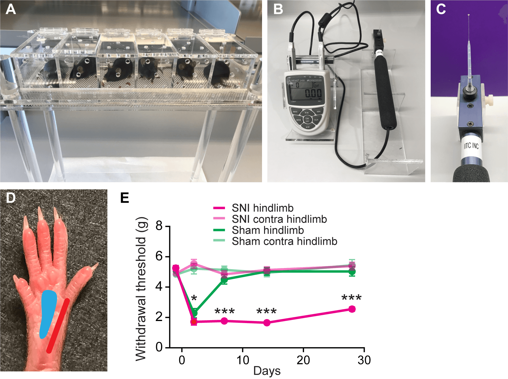 Sni And Sham-operated Mice Were Placed In Plexiglass - Mouse Hind Limb Test - Transparent PNG Free Download | PNGio