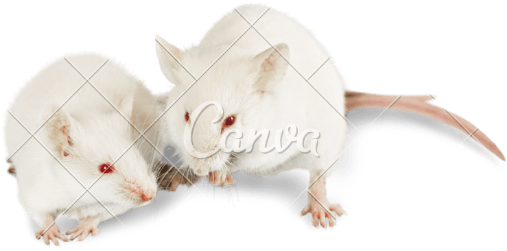 Photos By Canva - Mouse - Transparent PNG Free Download | PNGio