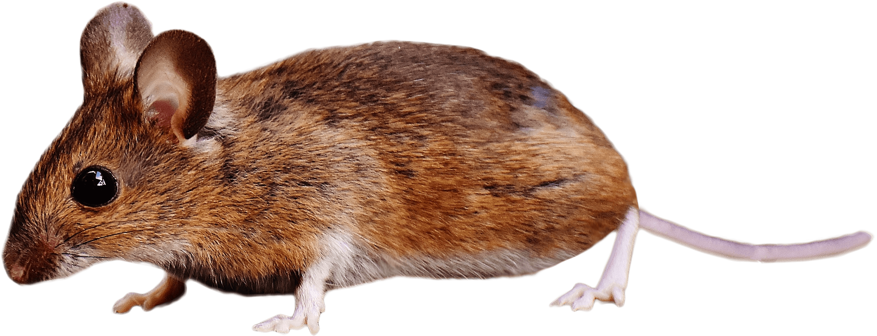 Brown Mouse Standing Png Image - Brown Colored Field Mouse On Ground In Forest Apple - Transparent PNG Free Download | PNGio