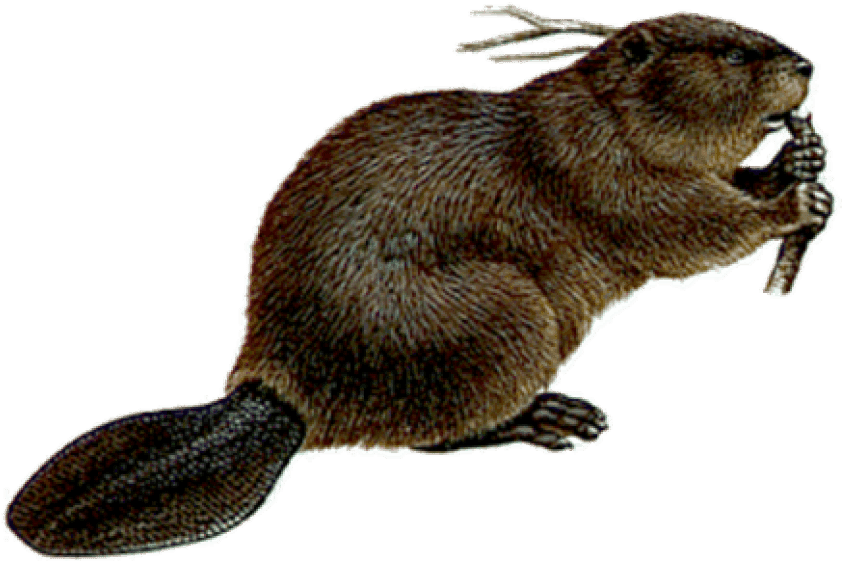 Free Png Mouse Png Images Transparent - Beaver Png - Transparent PNG Free Download | PNGio