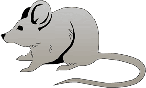 Mouse Brain - Ear - Transparent PNG Free Download | PNGio