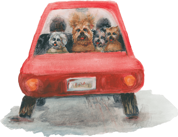 In Reality, Scamp Was Trying To Chase A Mouse Soon - Pug - Transparent PNG Free Download | PNGio