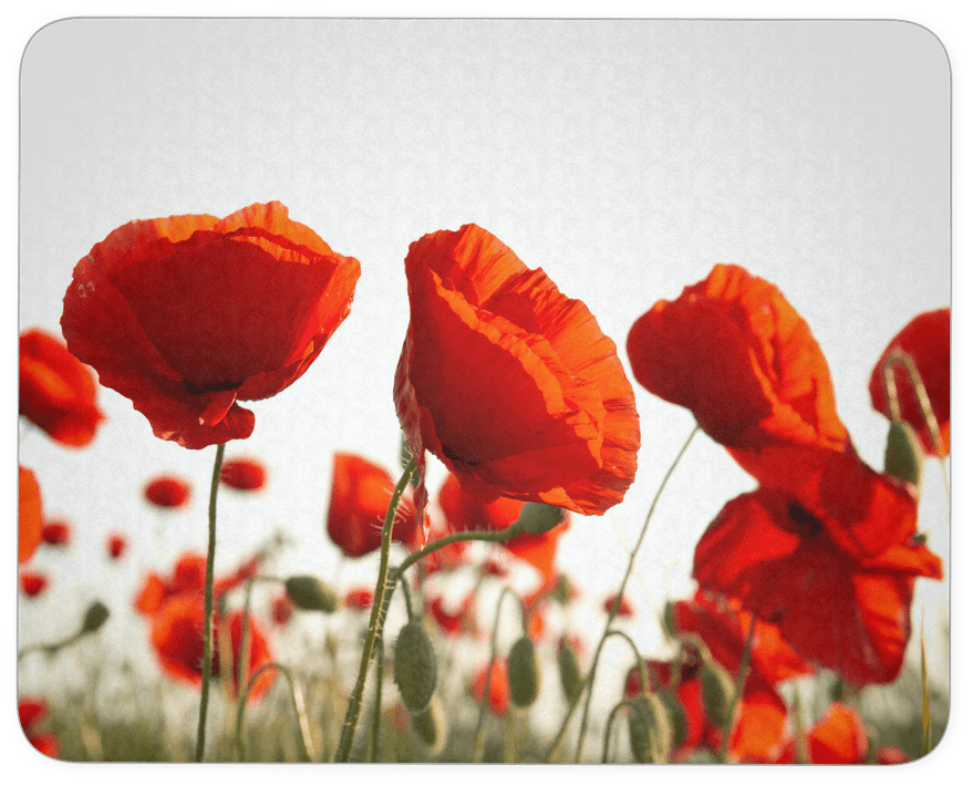 Poppy Flower Mouse Pad - Eurographics Dgs Au2106 Poppy Blossoms Tempered Kitchen - Transparent PNG Free Download | PNGio