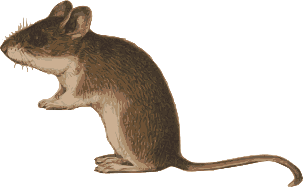 All Photo Png Clipart - Clip Art - Transparent PNG Free Download | PNGio