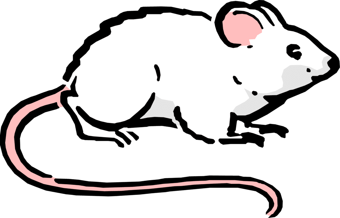 Vector Illustration Of Cartoon Rodent White Mouse - Ratos Desenho Png - Transparent PNG Free Download | PNGio