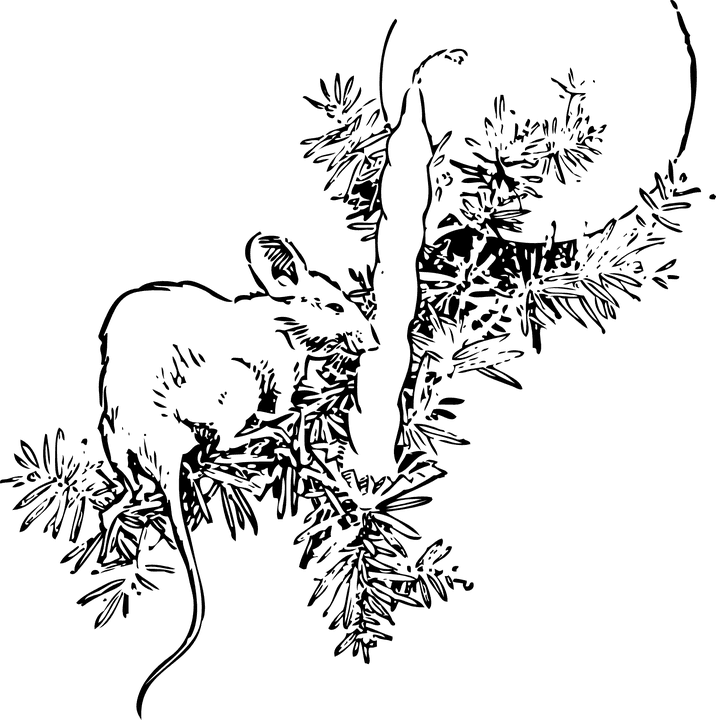 Mouse, Candle, Christmas Tree, Christmas Theme - Fir Tree - Transparent PNG Free Download | PNGio