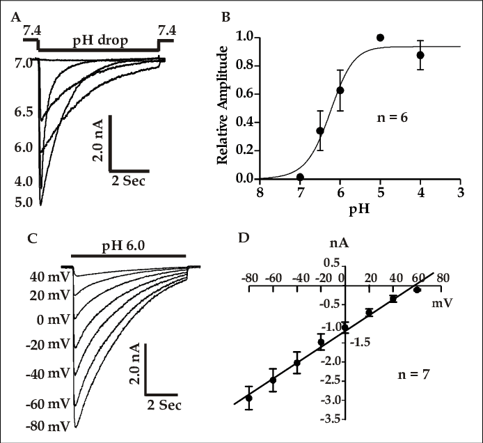 Electrophysiological Properties Of Asics In Cultured - Diagram - Transparent PNG Free Download | PNGio