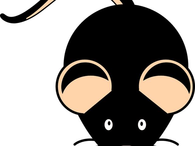 Mouse Animal Cliparts - Clip Art - Transparent PNG Free Download | PNGio