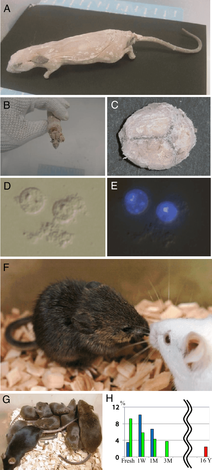 Mouse Frozen For 16 Years And Its Clone - Kissing Mice - Transparent PNG Free Download | PNGio