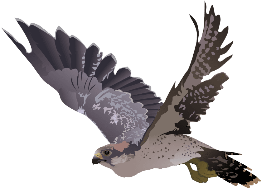 Falcon On A Tree Branch - Falcon Transparent Png - Transparent PNG Free Download | PNGio
