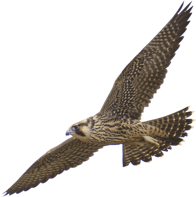 Free Clipart - 1001freedownloads - Com - Peregrine Falcon No Background - Transparent PNG Free Download | PNGio