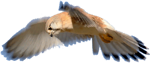 T R A N S P A R E N T ~~ Bird Not My Gif, Just My Edit - Pygmy Falcon Gif - Transparent PNG Free Download | PNGio