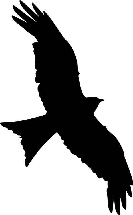 Bald Eagle Silhouette Bird Falcon Star Wars - Transparent Flying Falcon Silhouette - Transparent PNG Free Download | PNGio