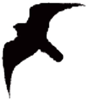 Sandra Feltmate - Peregrine Falcon Silhouette - Transparent PNG Free Download | PNGio