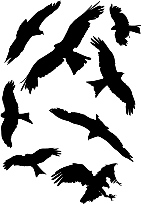 All Photo Png Clipart - Falcon - Transparent PNG Free Download | PNGio