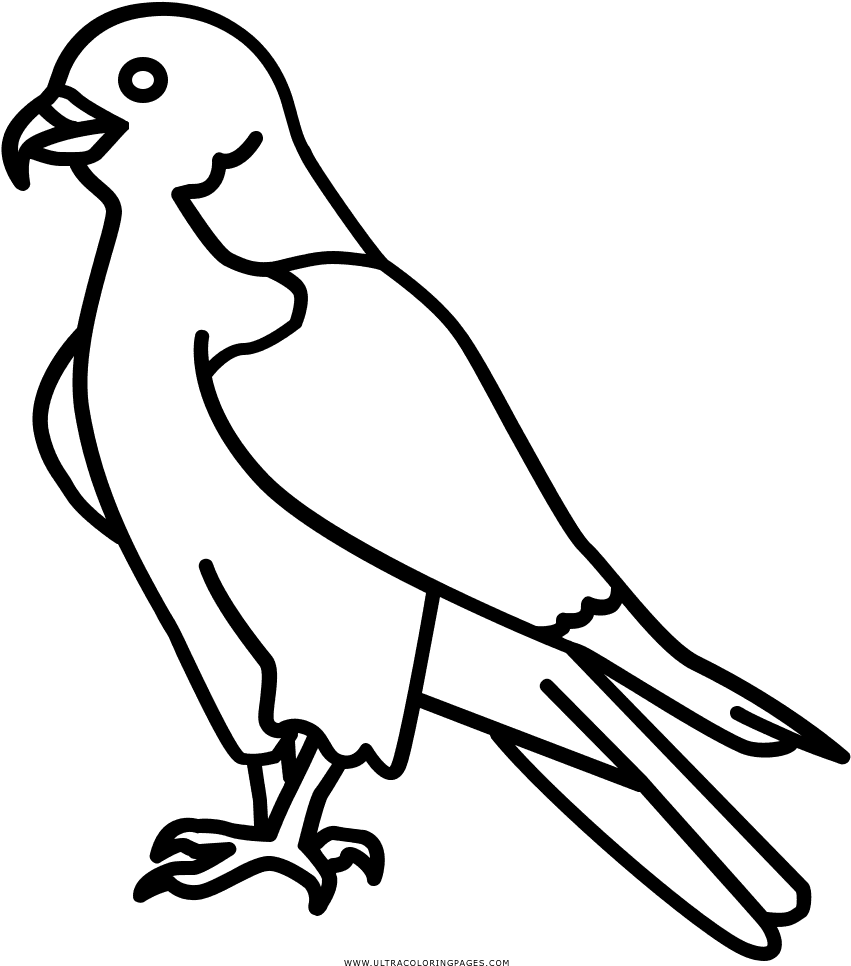 Coloring Book Beak Transprent Png - Peregrine Falcon Line - Transparent PNG Free Download | PNGio