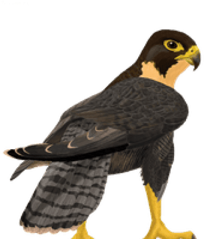 Picture Library Falcon Clipart Free - Peregrine Falcon Clipart Transparent - Transparent PNG Free Download | PNGio