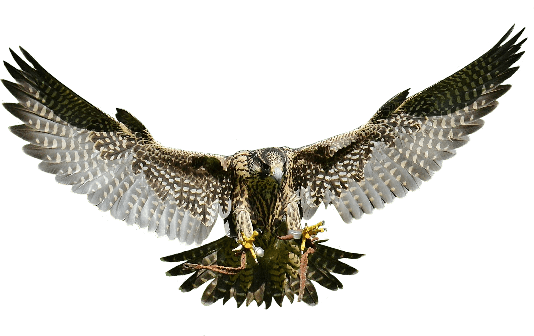 Swooping Falcon - Wild Animal Transparent Png - Transparent PNG Free Download | PNGio
