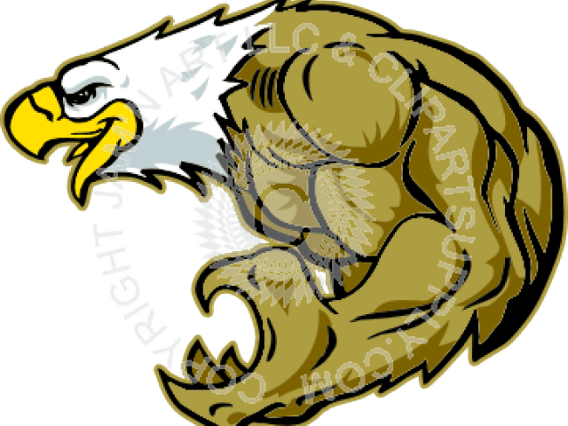 Peregrine Falcon Clipart Talon - Eagle Clip Art - Transparent PNG Free Download | PNGio