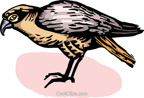 Falcons Royalty Free Vector Clip Art Illustration - Red Shouldered Hawk - Transparent PNG Free Download | PNGio